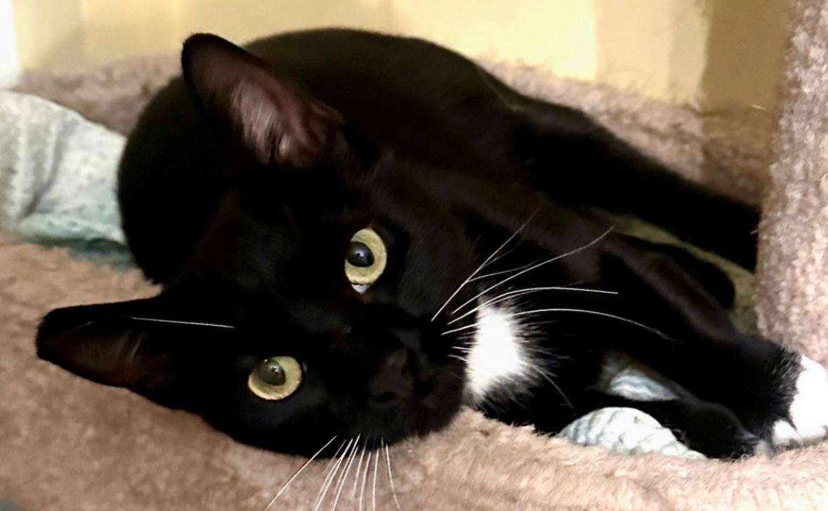 Catherine, Adoptable, Adult Female Tuxedo.