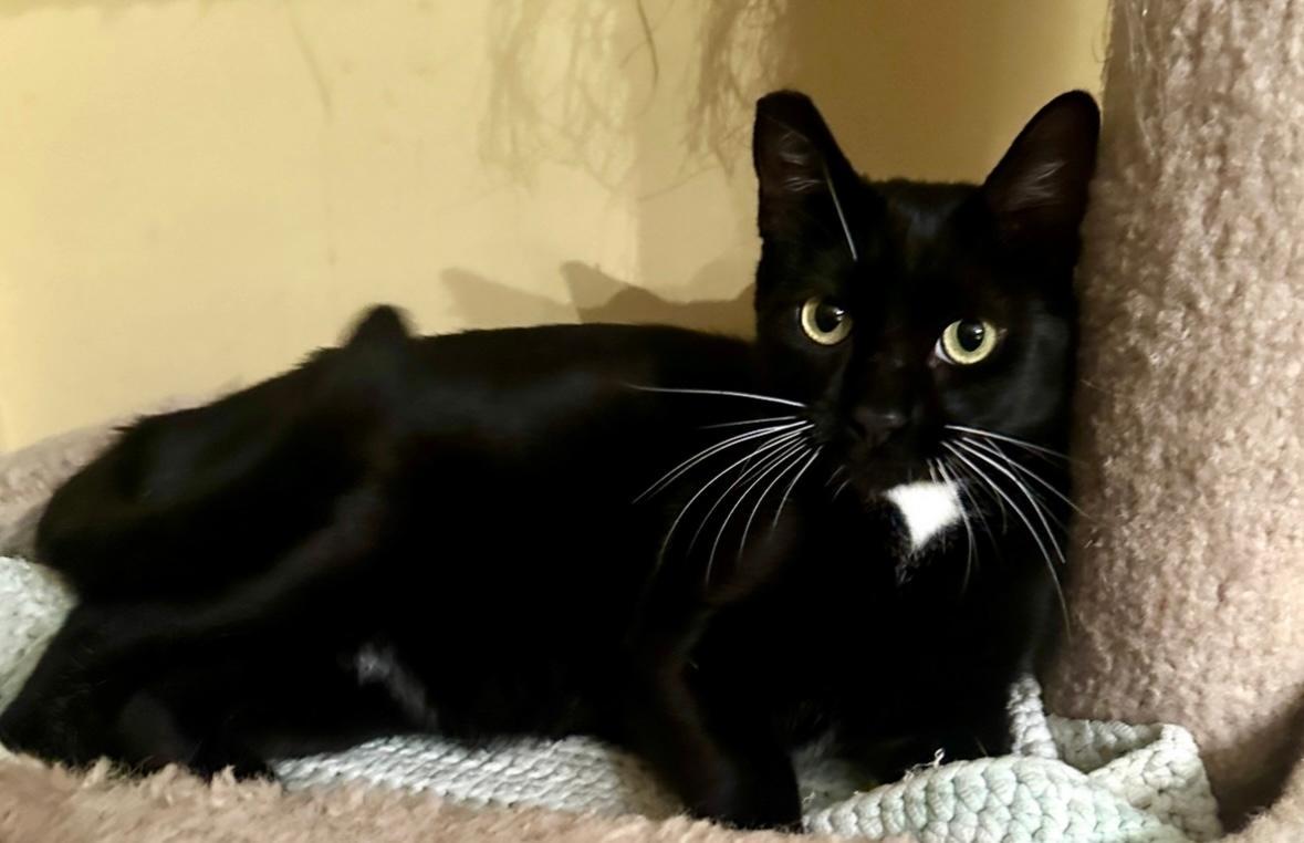 Enlarge Catherine, a Adoptable Tuxedo in West Hills, CA image 3/3