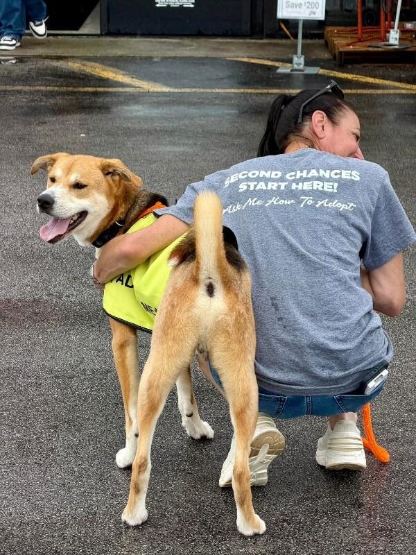 Rex, Adoptable, Adult Male Foxhound & Treeing Walker Coonhound.