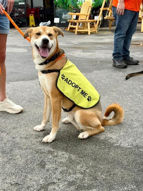 Enlarge Rex, a Adoptable mixed breed in Maryville, TN image 2/6