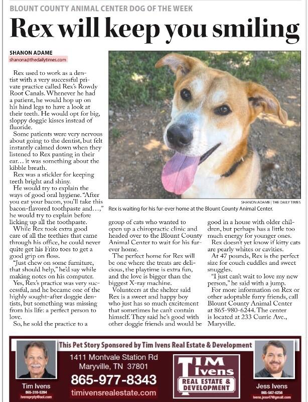 Enlarge Rex, a Adoptable mixed breed in Maryville, TN image 4/6