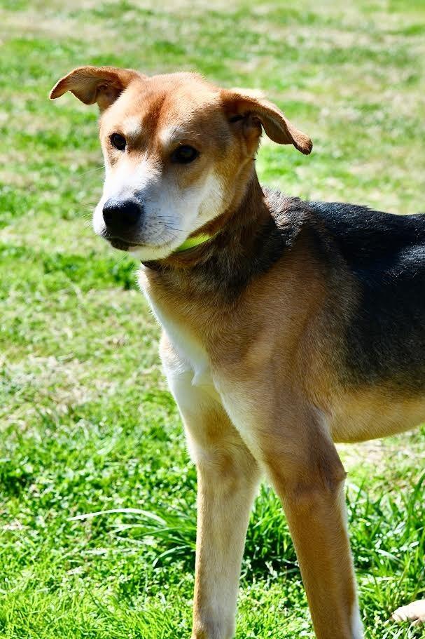 Enlarge Rex, a Adoptable mixed breed in Maryville, TN image 5/6