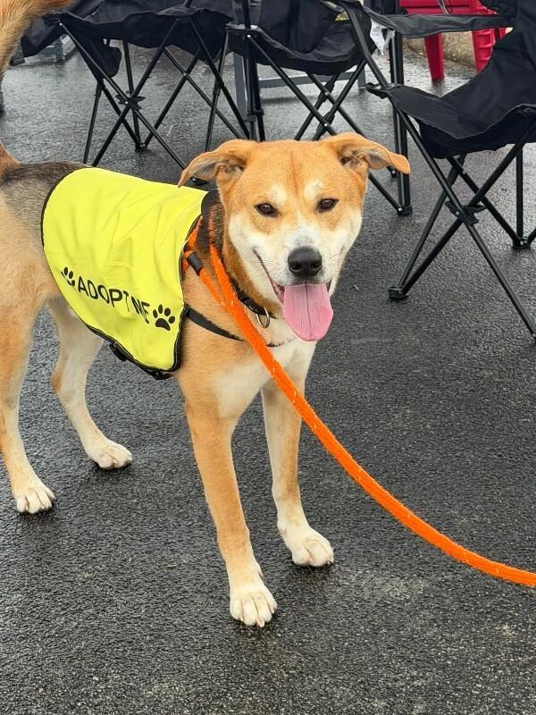 Enlarge Rex, a Adoptable mixed breed in Maryville, TN image 6/6