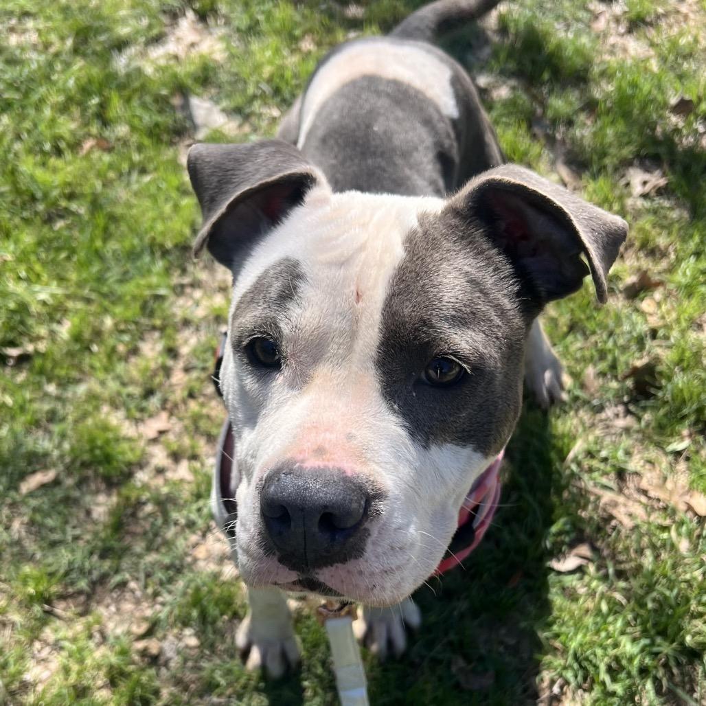 Amelia — thumbnail 2