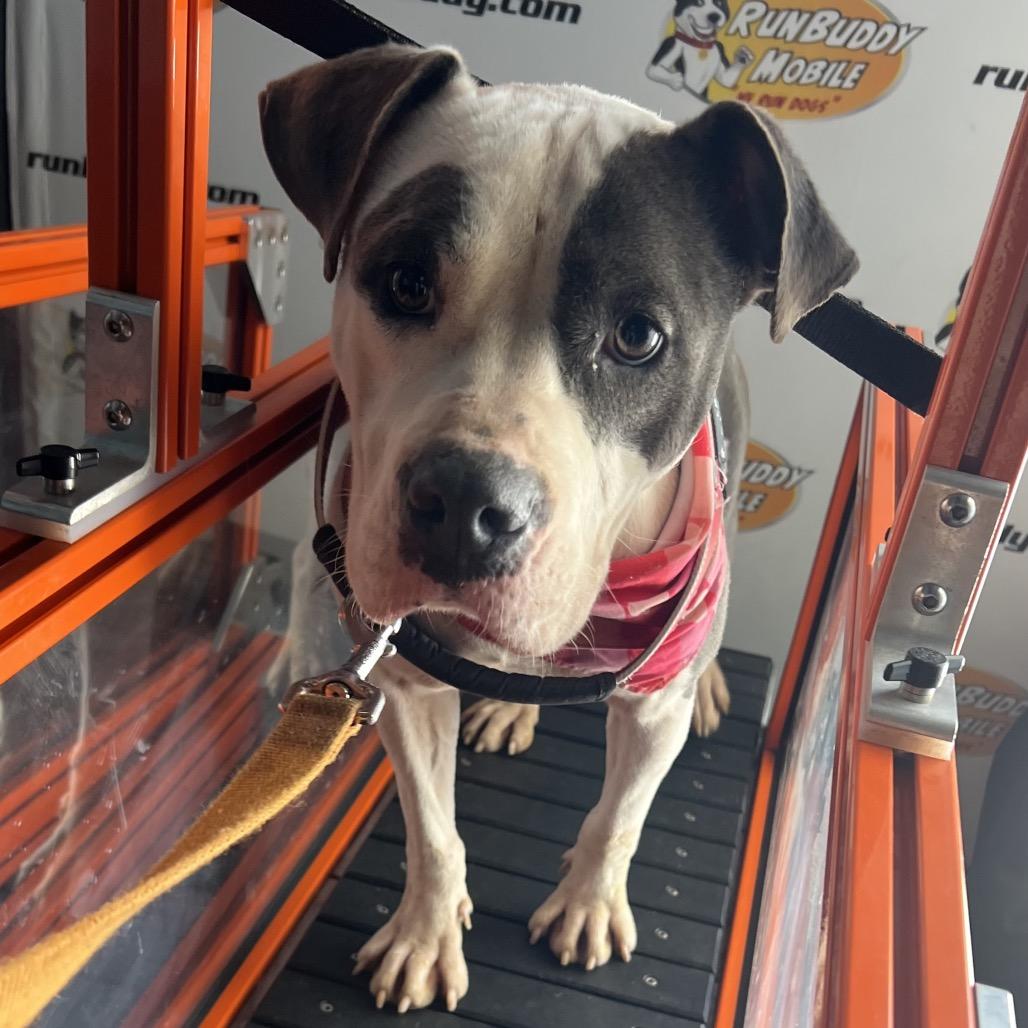 Amelia — thumbnail 3