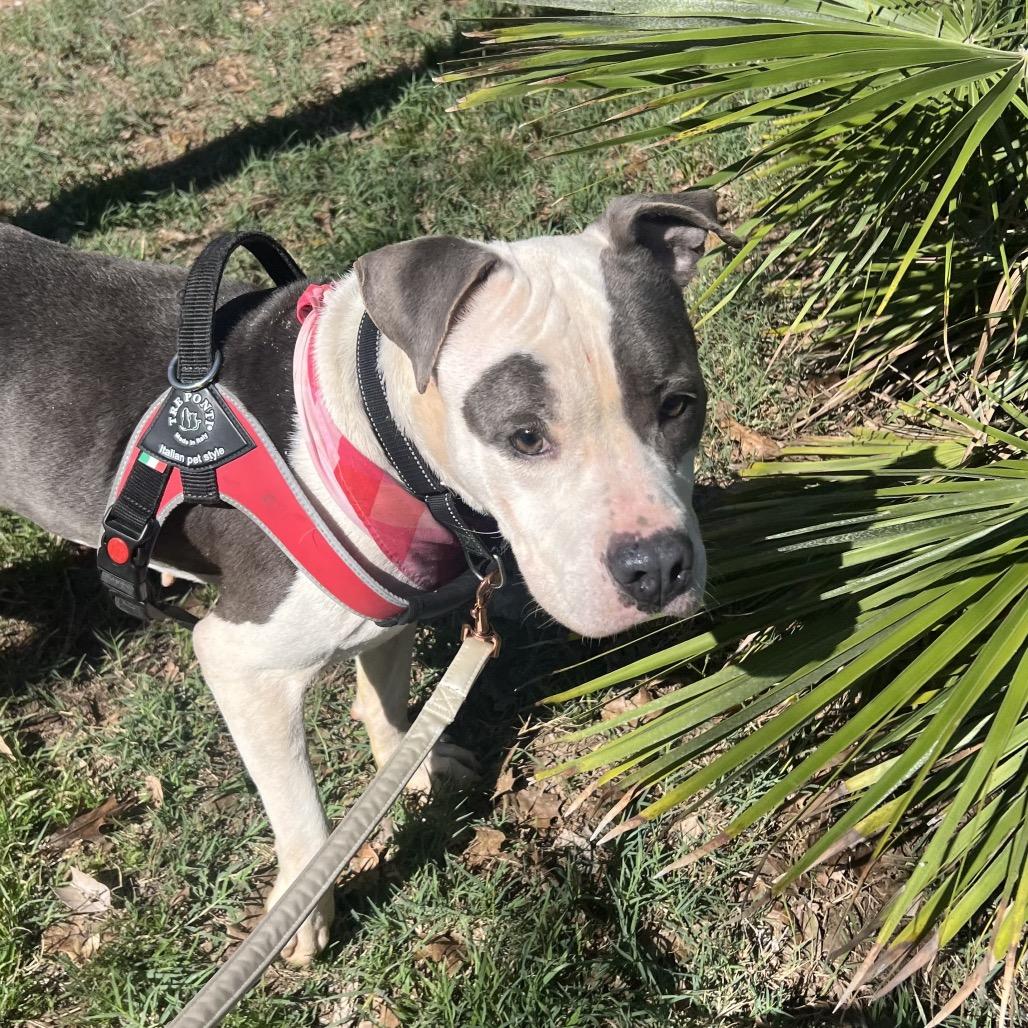 Amelia — thumbnail 4