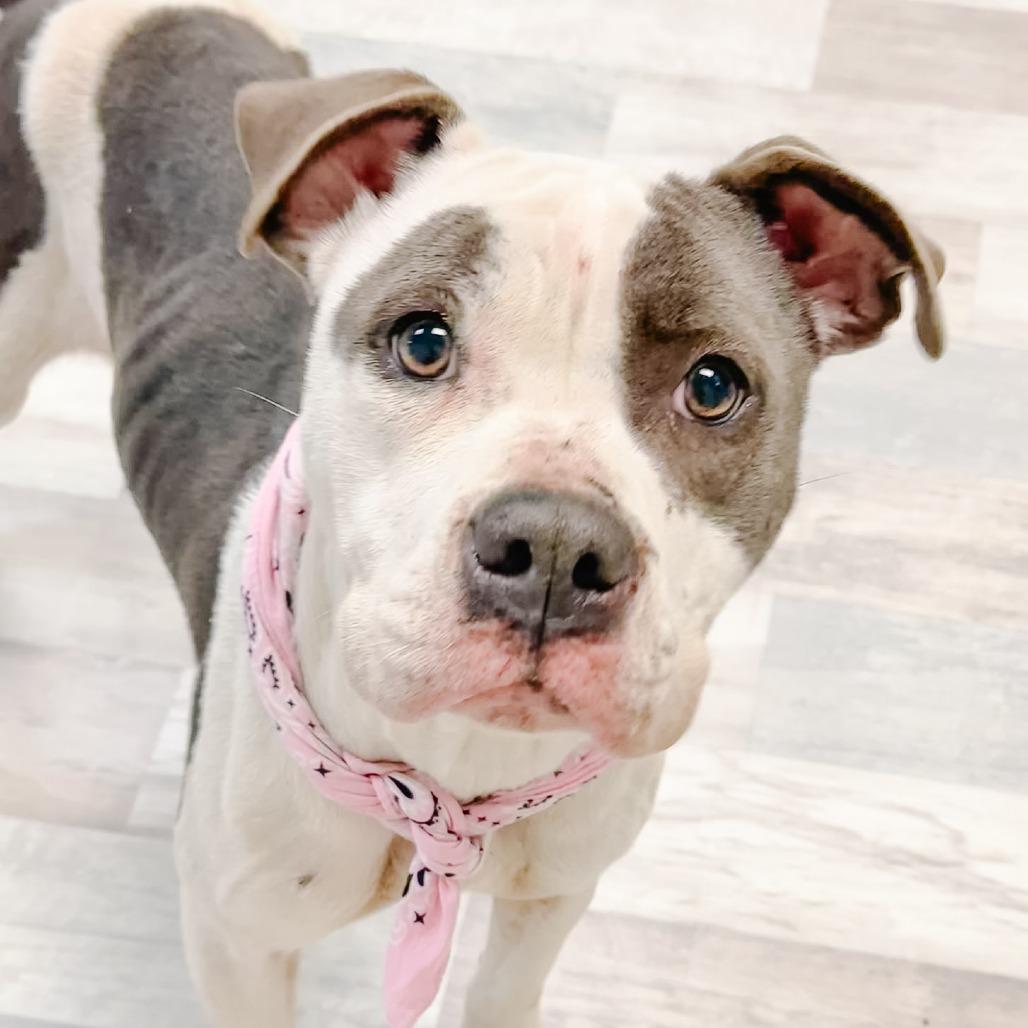 Amelia — thumbnail 5