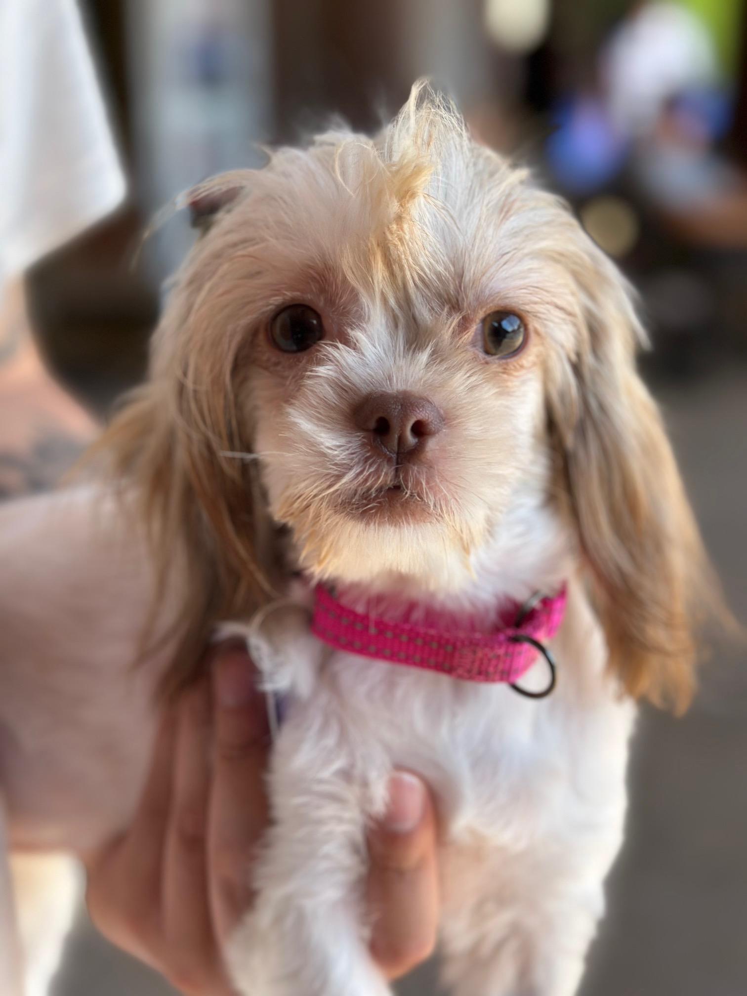 Meet Gretel  A Tiny Treasure with a Big Heart  At just 7 lbs little Gretel may be small