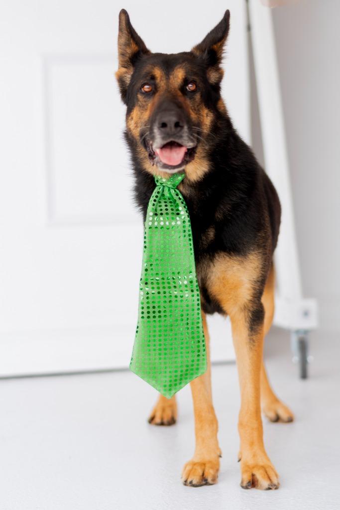 Honcho, Adoptable, Adult Male German Shepherd Dog & Mixed Breed.