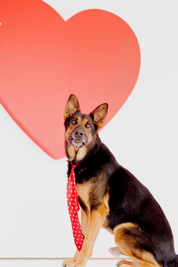 Honcho, Adoptable, Adult Male German Shepherd Dog & Mixed Breed.