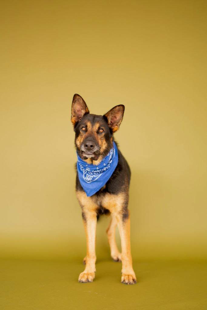 Enlarge Honcho, a Adoptable mixed breed in Seagoville, TX image 3/6