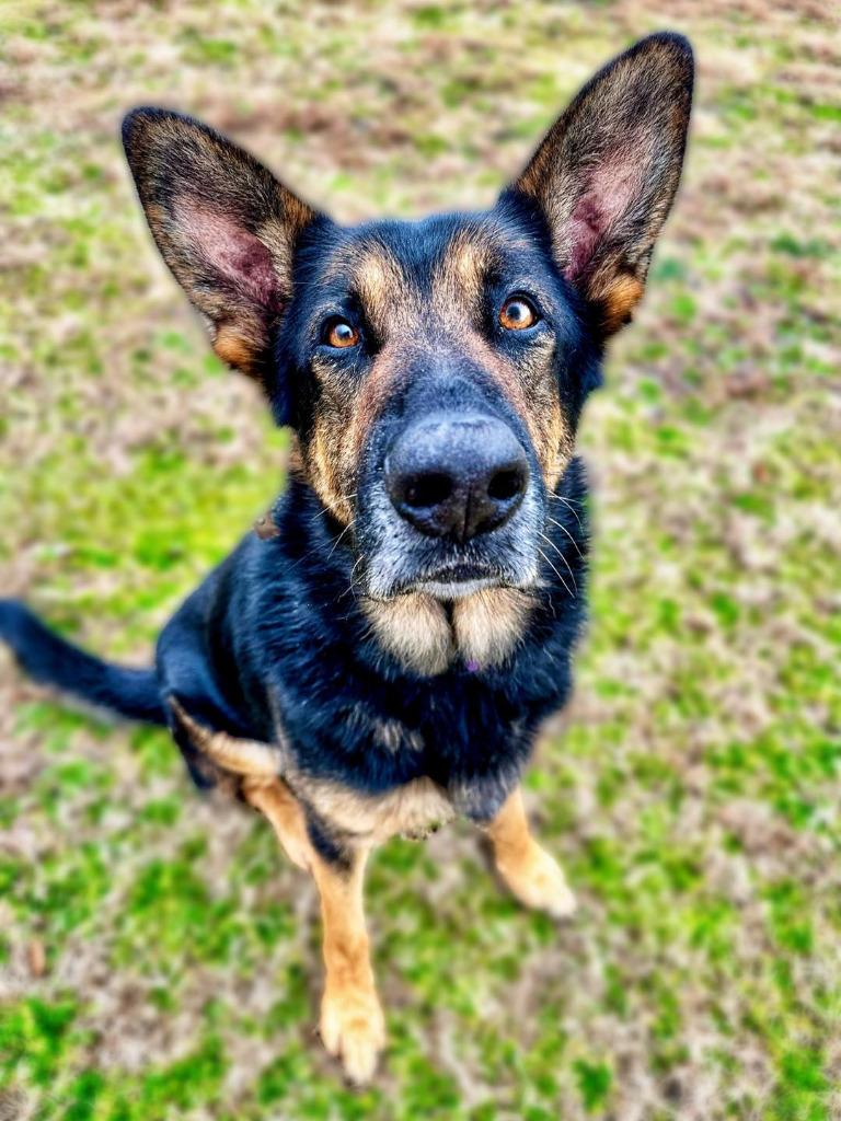 Enlarge Honcho, a Adoptable mixed breed in Seagoville, TX image 2/4