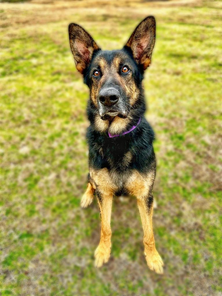 Enlarge Honcho, a Adoptable mixed breed in Seagoville, TX image 6/6