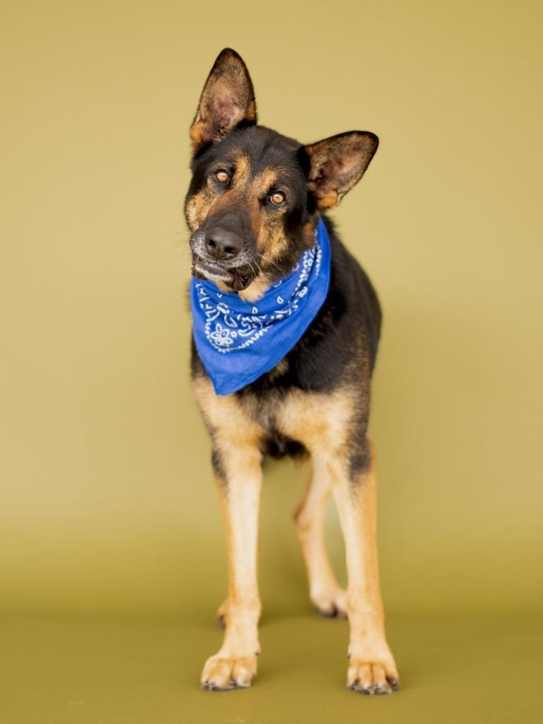 Honcho, Adoptable, Adult Male German Shepherd Dog & Mixed Breed.