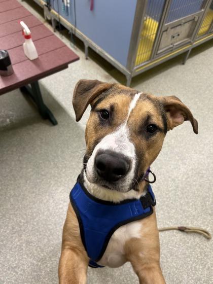Flynn, Adoptable, Adult Male German Shepherd Dog & Mixed Breed.