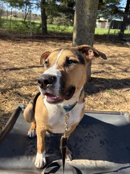 Flynn, a Adoptable mixed breed in Shawano, WI image 2/3