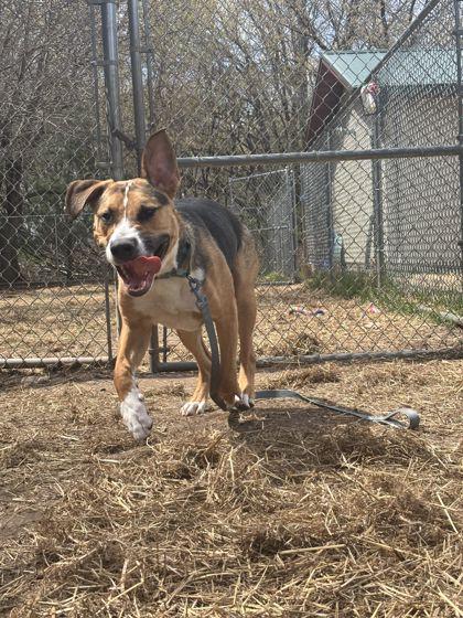 Flynn, a Adoptable mixed breed in Shawano, WI image 3/3