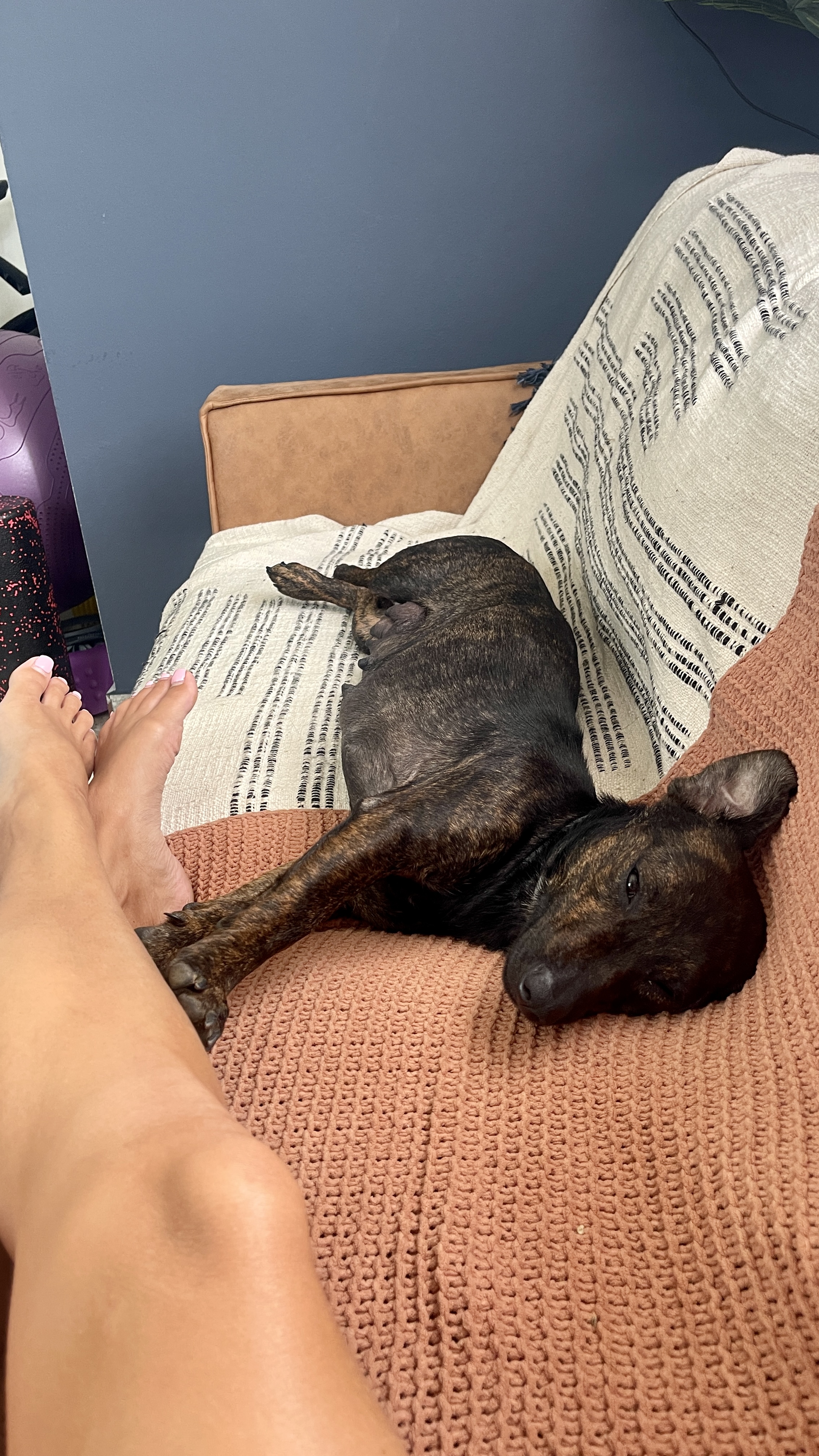 Enlarge Emilia - smart, small & full of love!, a Adopted mixed breed in Isabela, PR image 3/6