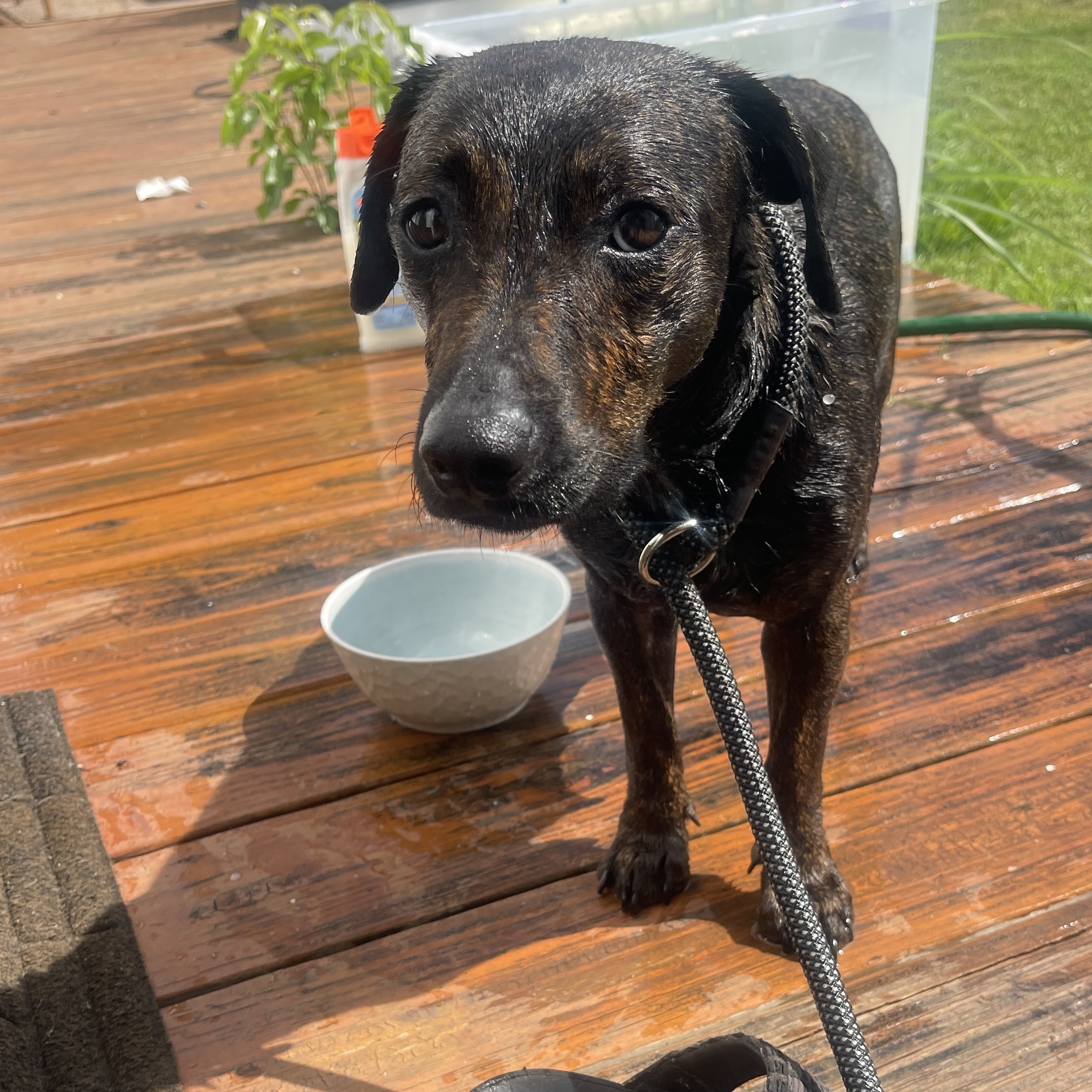 Enlarge Emilia - smart, small & full of love!, a Adopted mixed breed in Isabela, PR image 5/6