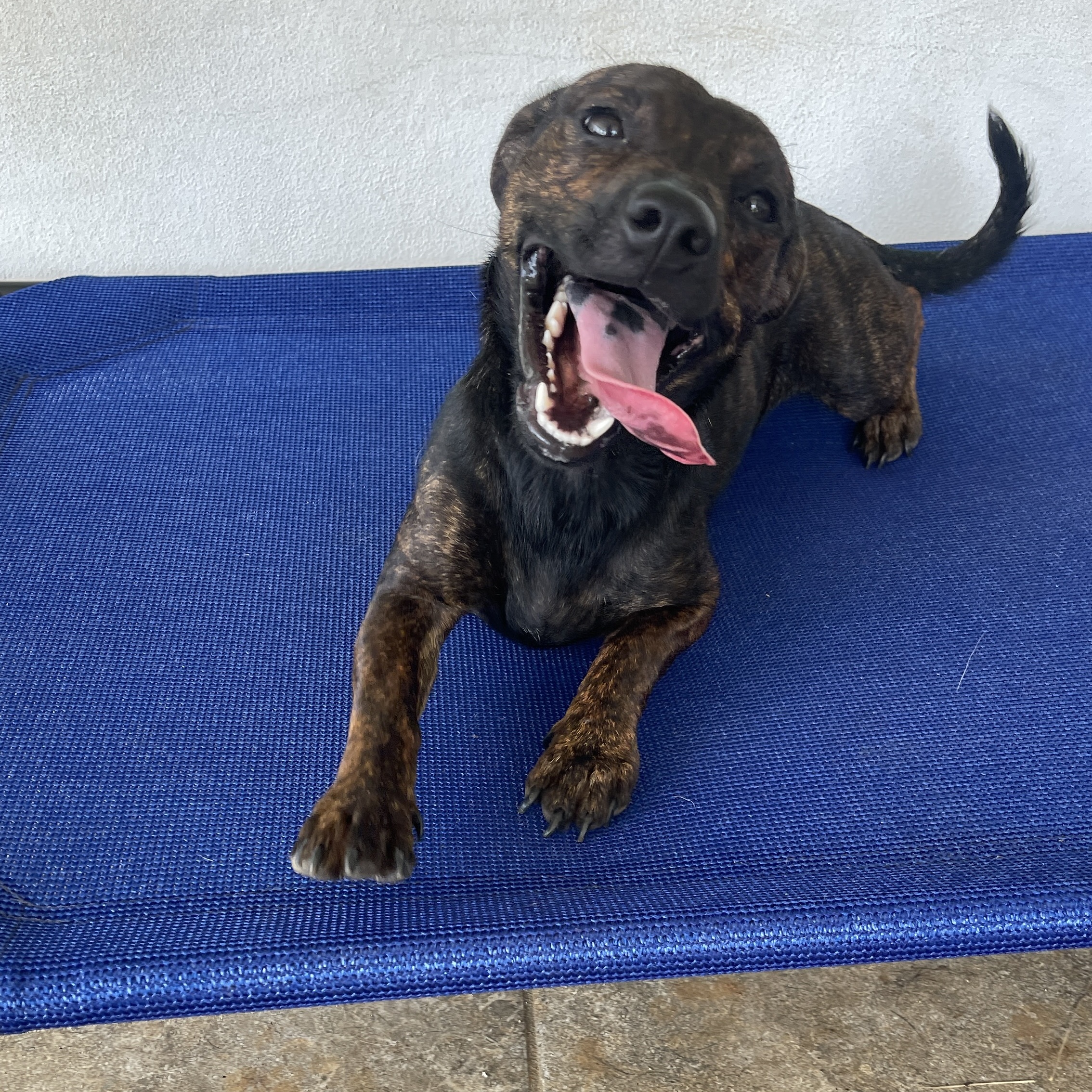 Enlarge Emilia - smart, small & full of love!, a Adopted mixed breed in Isabela, PR image 4/6