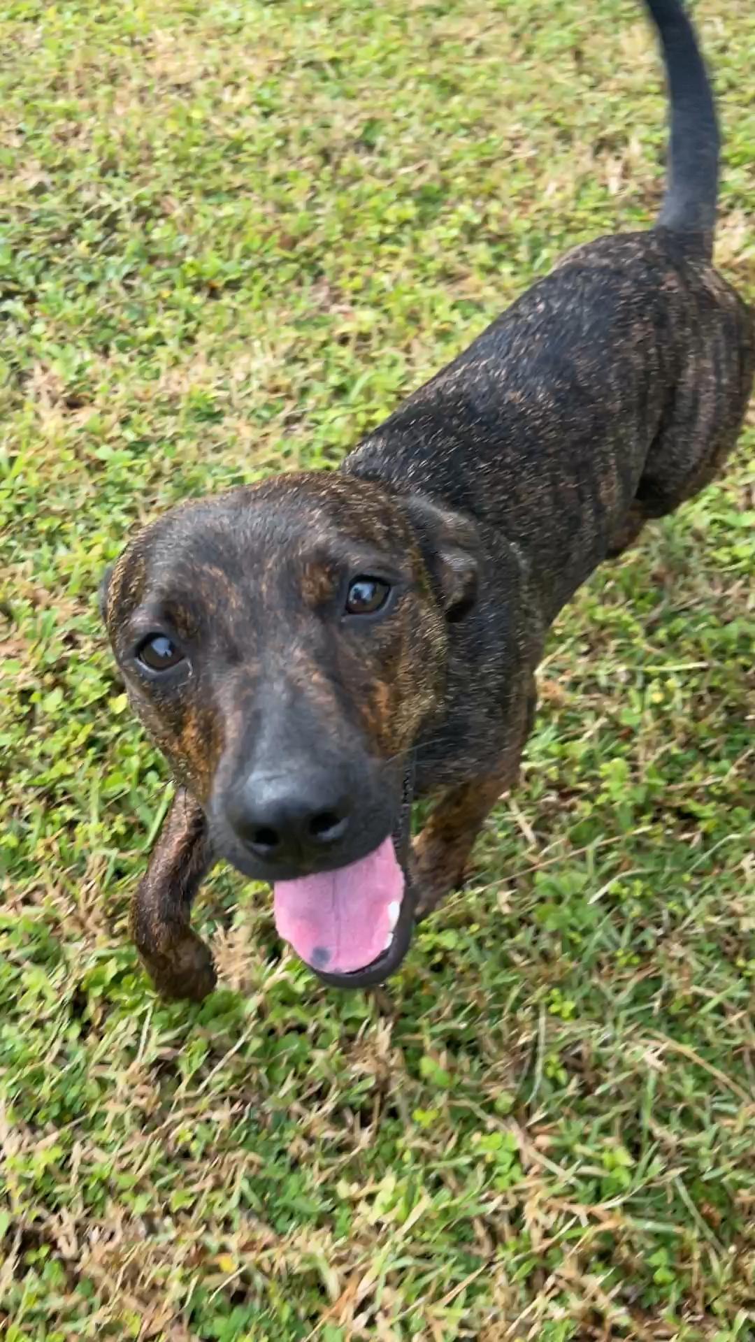 Enlarge Emilia - smart, small & full of love!, a Adopted mixed breed in Isabela, PR image 6/6