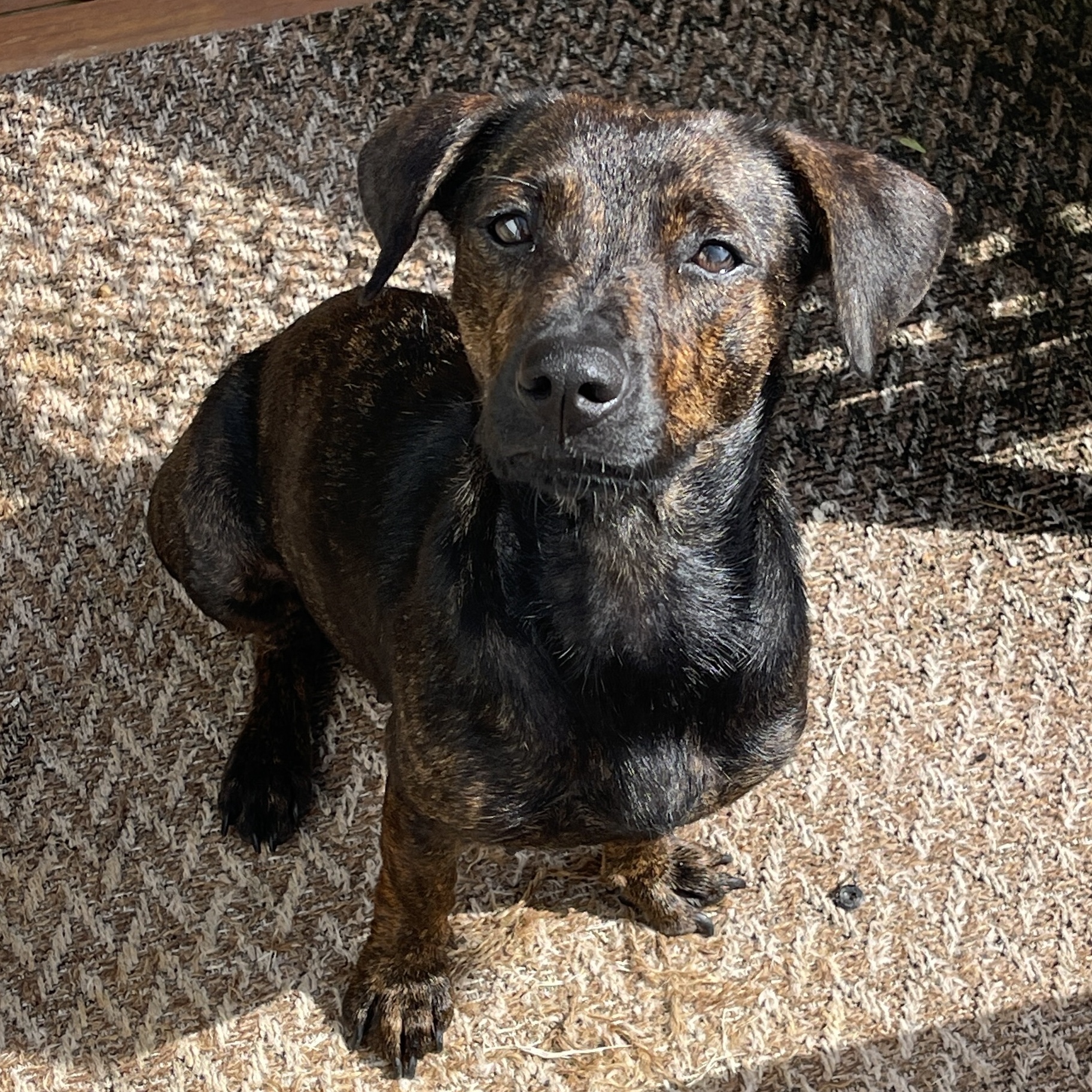 Emilia - smart, small & full of love!, Adopted, Young Female Dachshund & Terrier.
