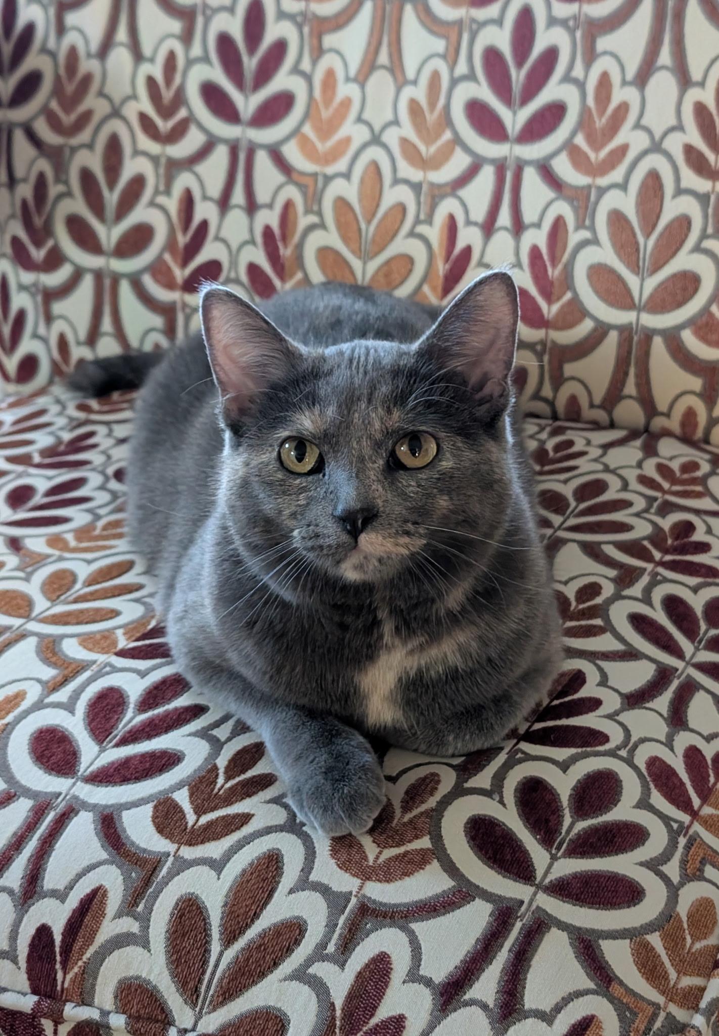 Keeley, ADOPTABLE, Young Female Tortoiseshell.