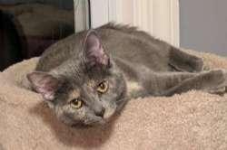 Keeley, ADOPTABLE, Young Female Tortoiseshell.