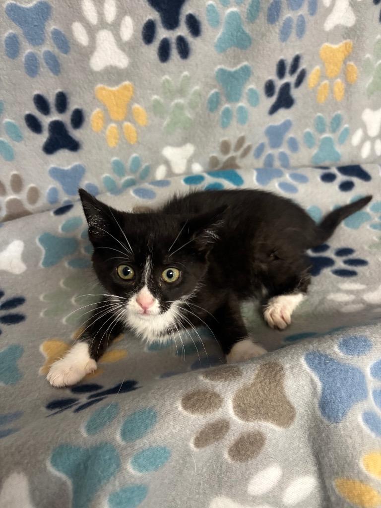 Enlarge Croissant, a Adoptable mixed breed in Wabash, IN image 1/1