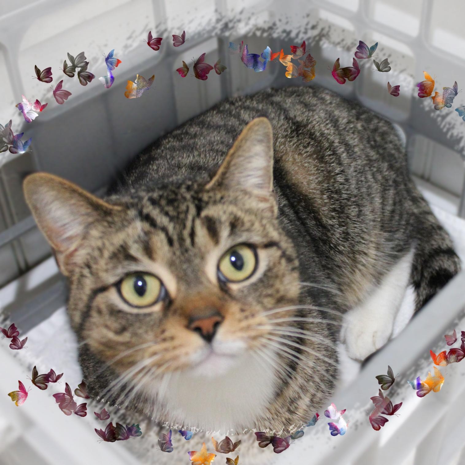 Millie, ADOPTABLE, Young Female Tabby.