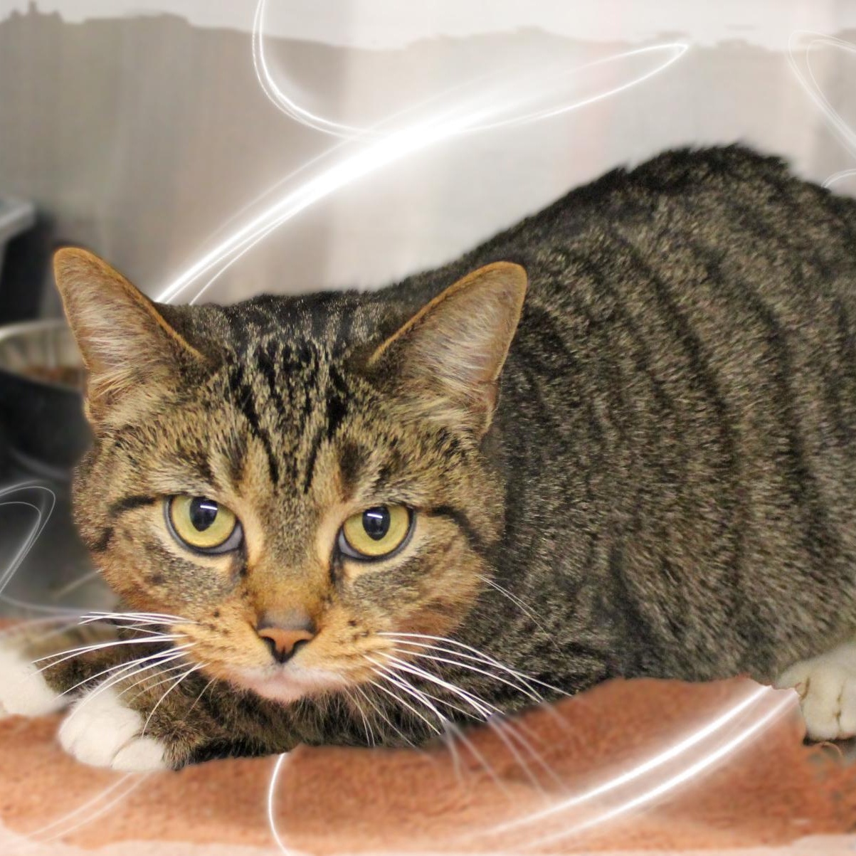 Millie, ADOPTABLE, Young Female Tabby.