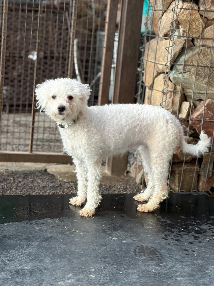 Enlarge Bianca, a ADOPTABLE Bichon Frise in TUCSON, AZ image 2/2