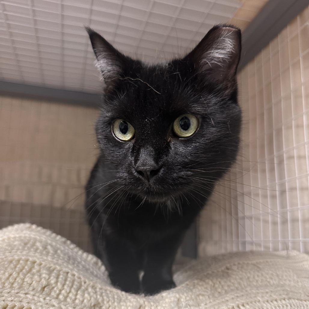 Luna, a Adoptable Domestic Short Hair in Blue Ridge, GA image 1/3