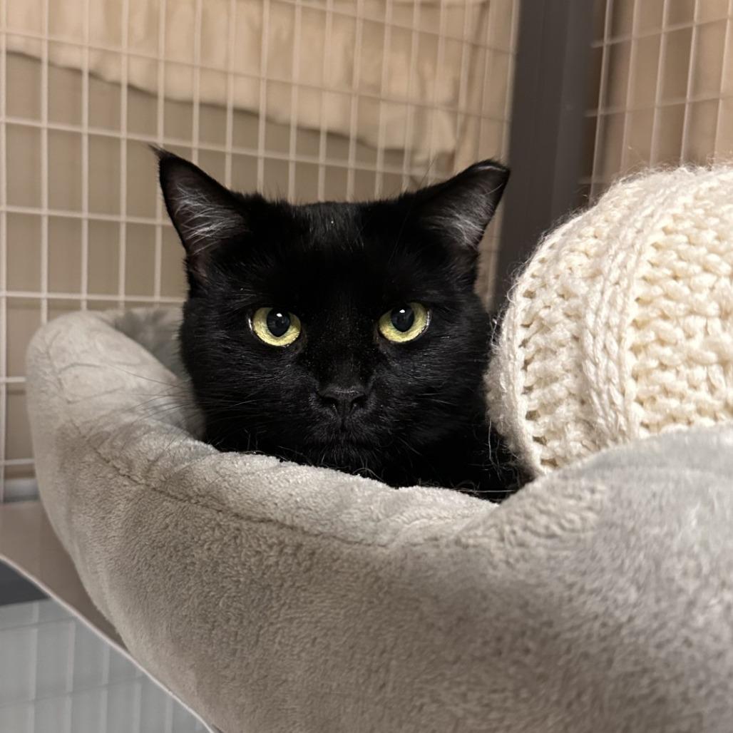 Luna, a Adoptable Domestic Short Hair in Blue Ridge, GA image 2/3
