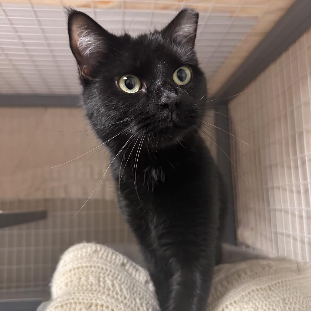 Luna, a Adoptable Domestic Short Hair in Blue Ridge, GA image 3/3