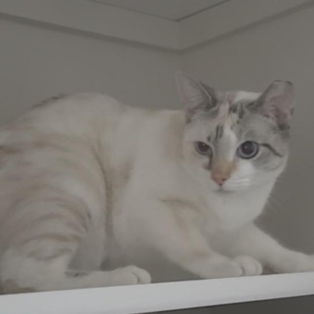 Pumpkin, Adoptable, Adult Female Domestic Short Hair.