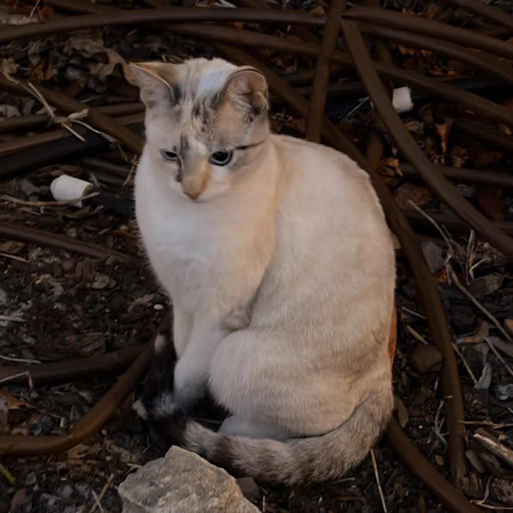 Pumpkin, Adoptable, Adult Female Domestic Short Hair.