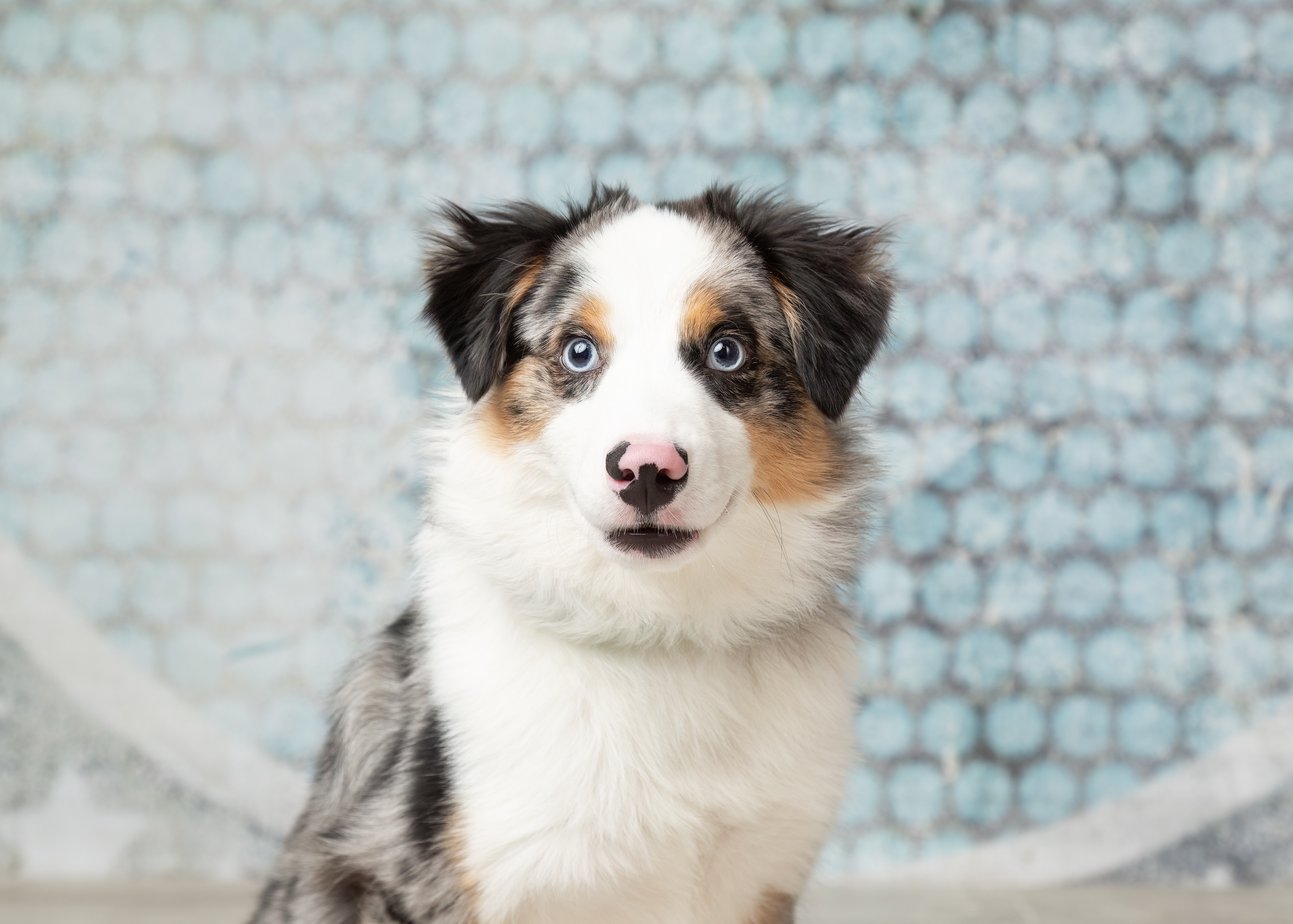 Weston, a Adopted Australian Shepherd in Denton, TX image 2/6