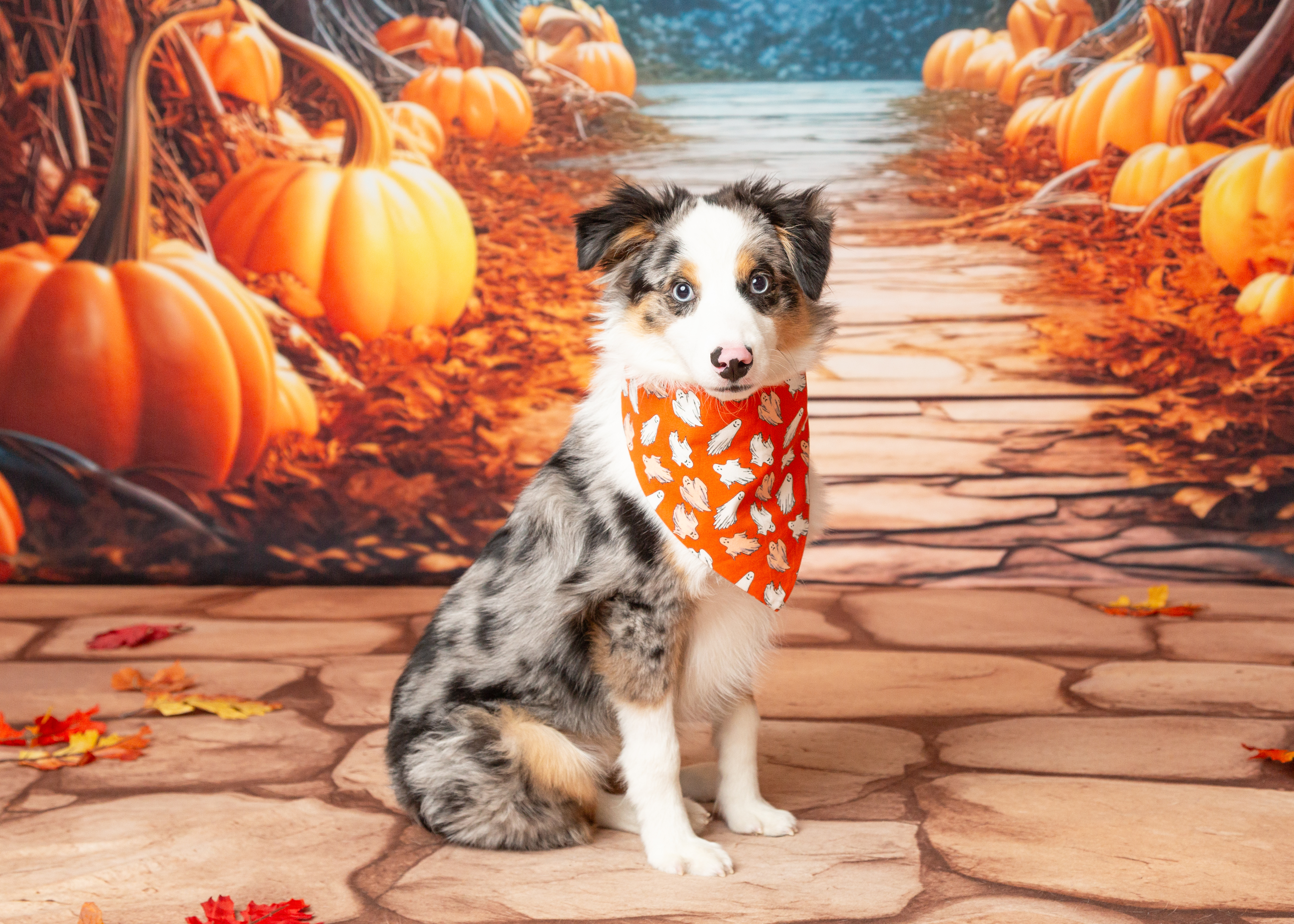 Weston, a Adopted Australian Shepherd in Denton, TX image 3/6
