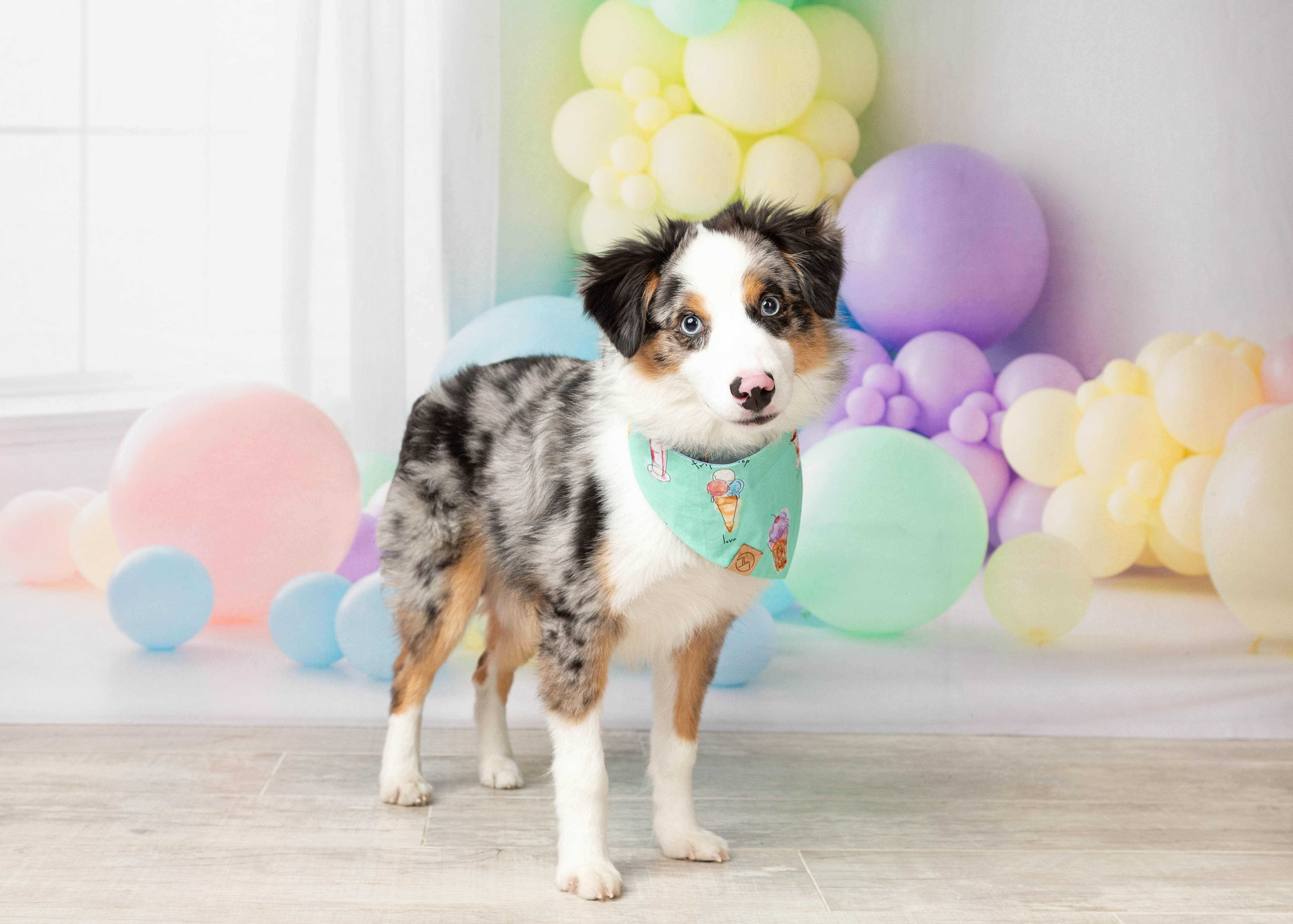 Weston, a Adopted Australian Shepherd in Denton, TX image 4/6