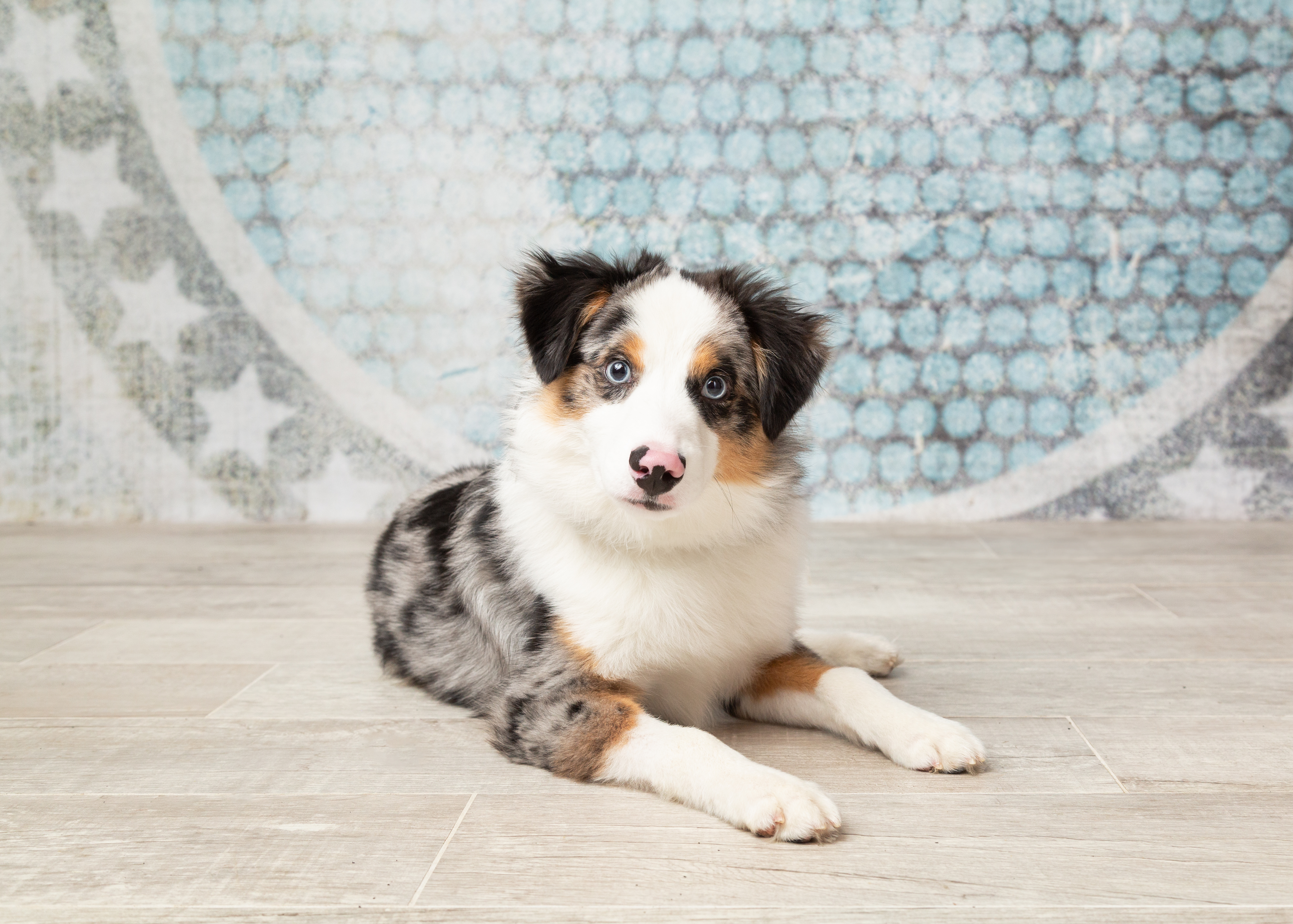 Weston, a Adopted Australian Shepherd in Denton, TX image 5/6