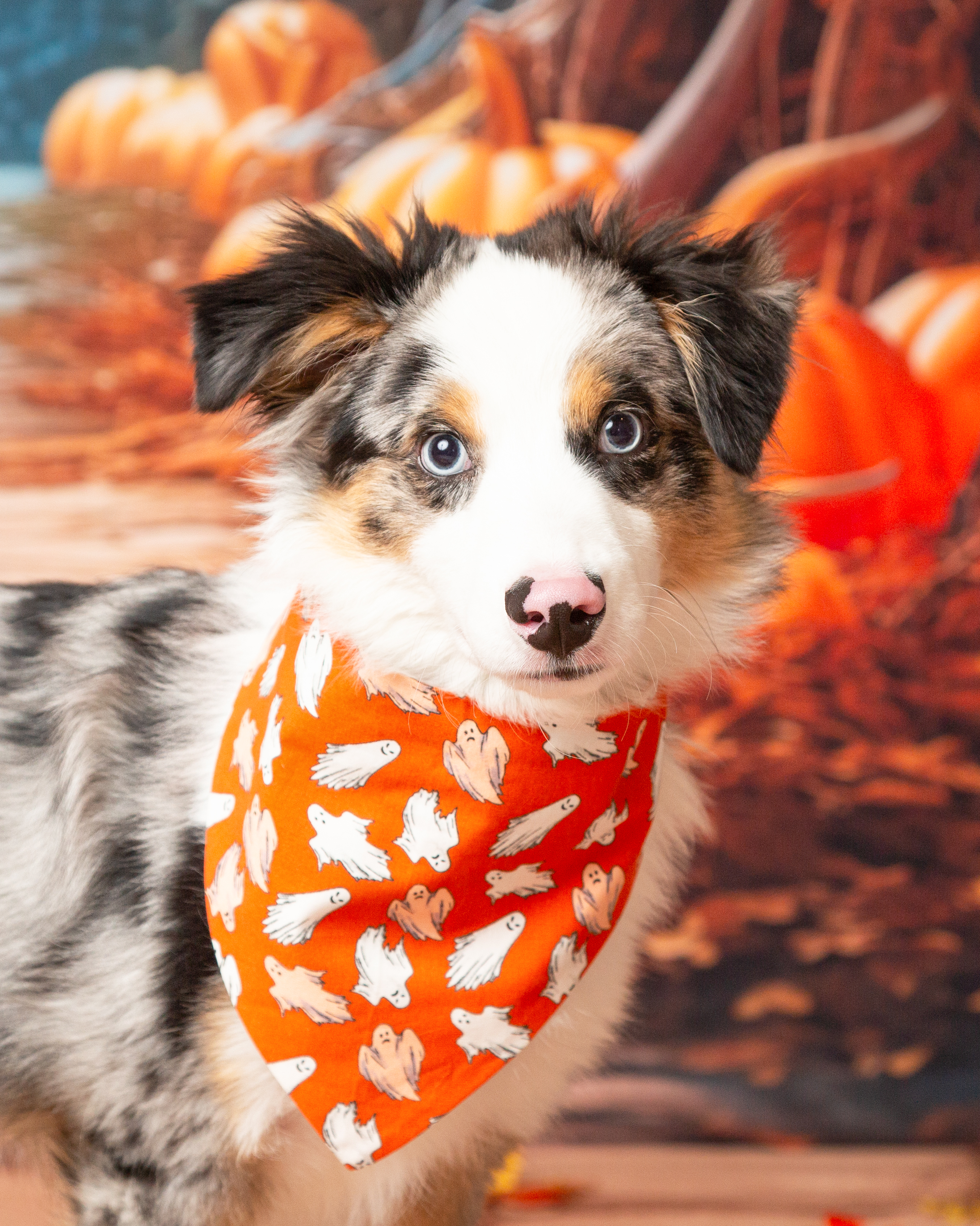 Weston, Adopted, Young Male Australian Shepherd.