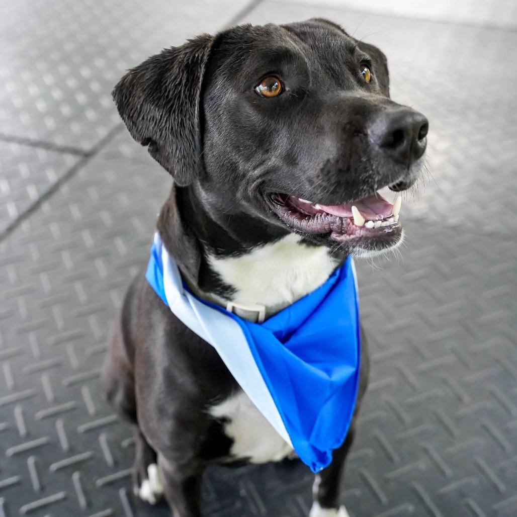 Rimaru, Adoptable, Adult Male Beagle & Pit Bull Terrier.