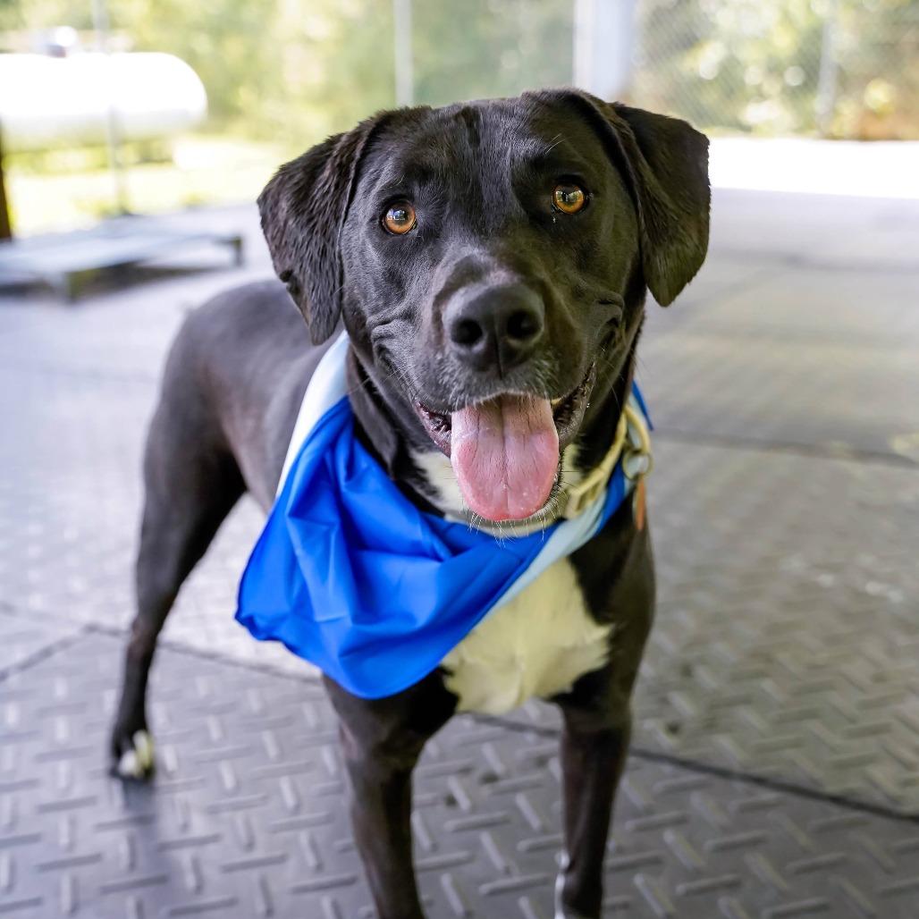 Enlarge Rimaru, a Adoptable mixed breed in Thomaston, ME image 2/5