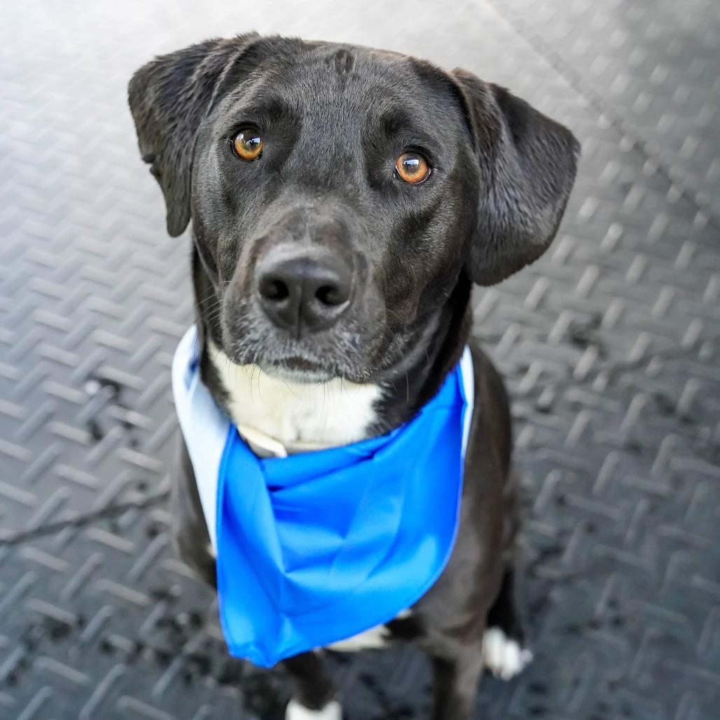Enlarge Rimaru, a Adoptable mixed breed in Thomaston, ME image 3/5