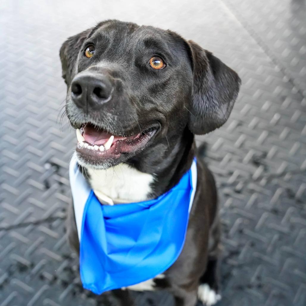 Enlarge Rimaru, a Adoptable mixed breed in Thomaston, ME image 4/5