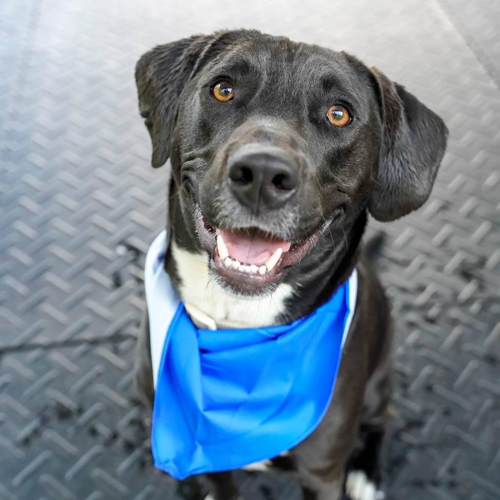 Enlarge Rimaru, a Adoptable mixed breed in Thomaston, ME image 5/5