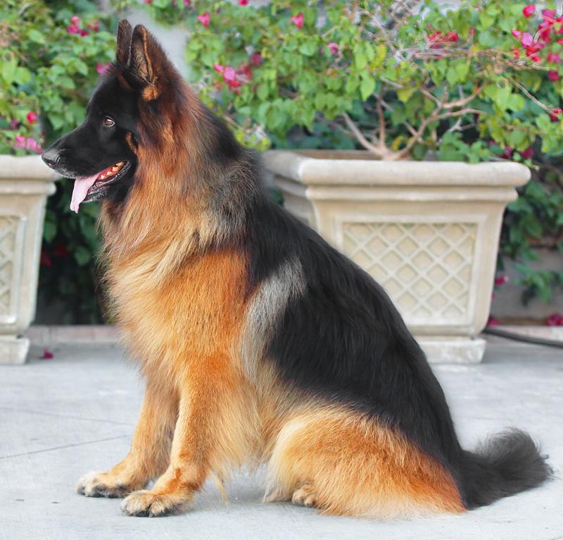 Drako Von Dassow thumbnail 3