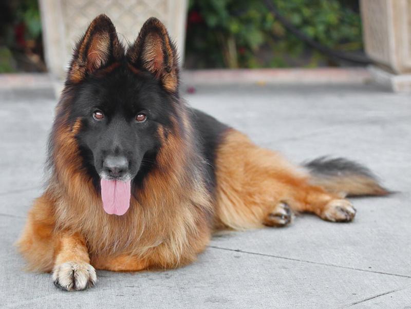 Drako Von Dassow thumbnail 5