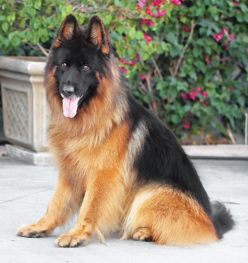 Drako Von Dassow thumbnail 4